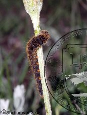 Шелкопряд Баллиона 004